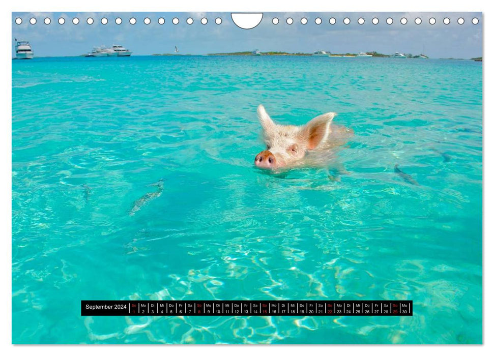 Schweinereien (CALVENDO Wandkalender 2024)