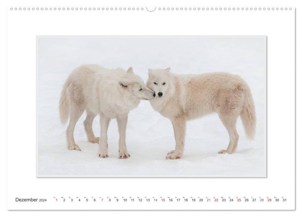 Emotionale Momente: Polarwölfe. / CH-Version (CALVENDO Wandkalender 2024)