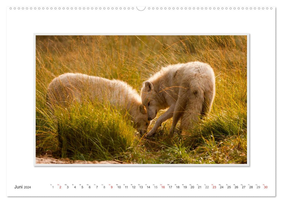 Emotionale Momente: Polarwölfe. / CH-Version (CALVENDO Wandkalender 2024)
