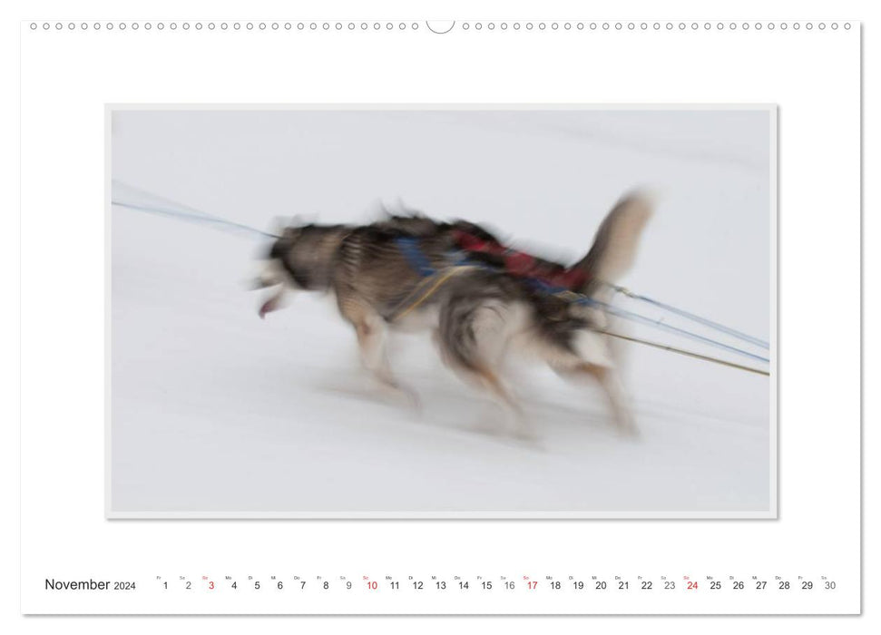 Emotionale Momente: The Art of Huskys. / CH-Version (CALVENDO Wandkalender 2024)