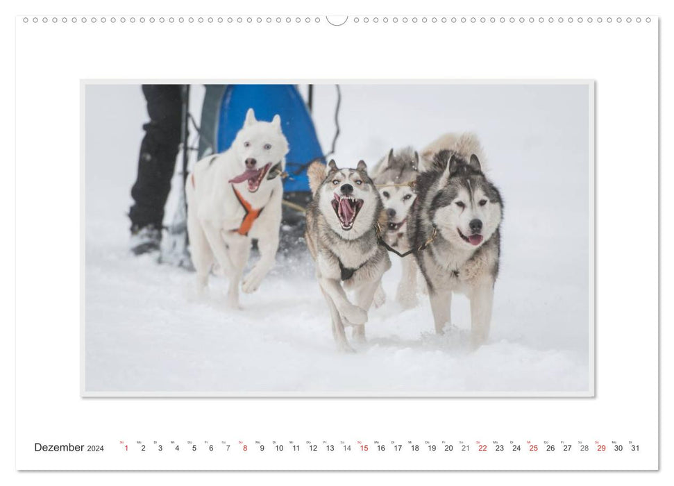 Emotionale Momente: The Art of Huskys. / CH-Version (CALVENDO Wandkalender 2024)