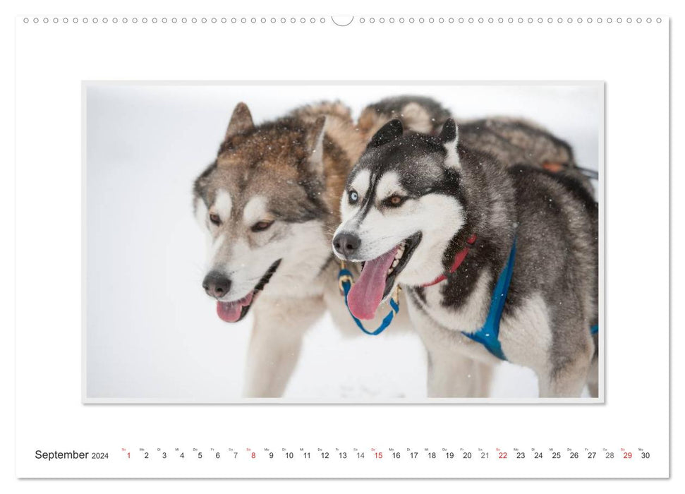 Emotionale Momente: The Art of Huskys. / CH-Version (CALVENDO Wandkalender 2024)