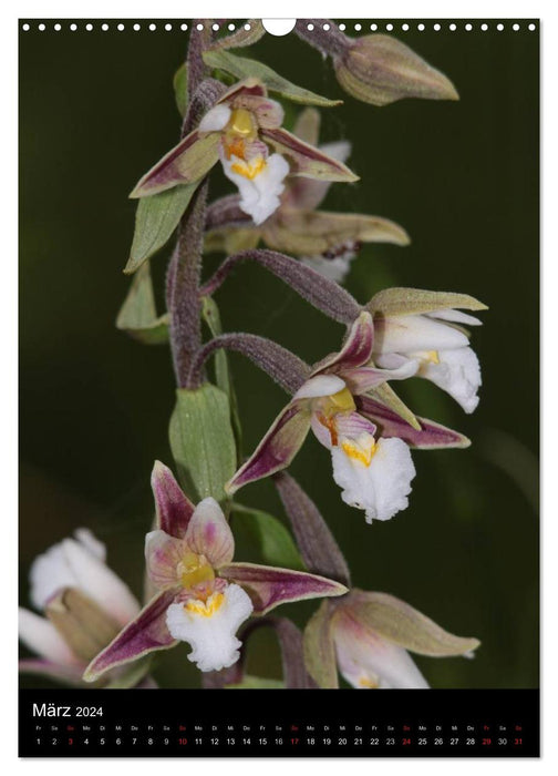Wildwachsende Orchideen in Deutschland (CALVENDO Wandkalender 2024)