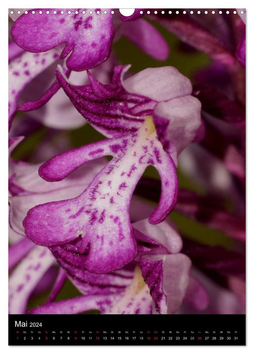 Wildwachsende Orchideen in Deutschland (CALVENDO Wandkalender 2024)
