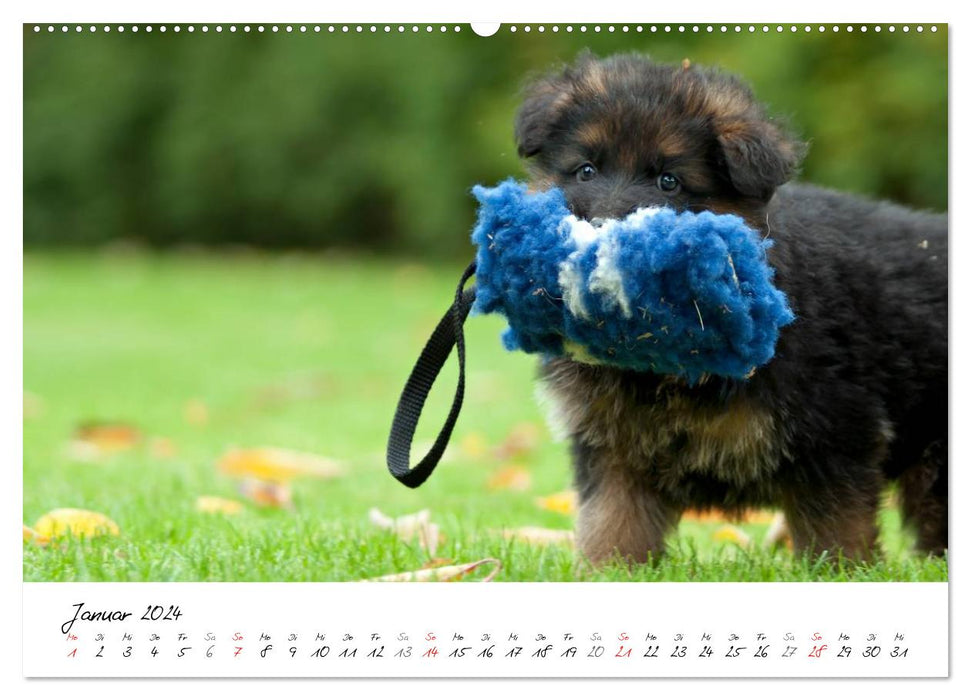 Berger Allemand - Chiots / Version CH (Calendrier mural CALVENDO Premium 2024) 