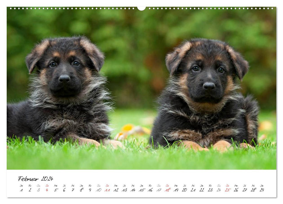 Berger Allemand - Chiots / Version CH (Calendrier mural CALVENDO Premium 2024) 