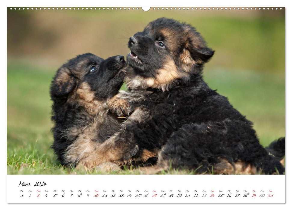 Berger Allemand - Chiots / Version CH (Calendrier mural CALVENDO Premium 2024) 