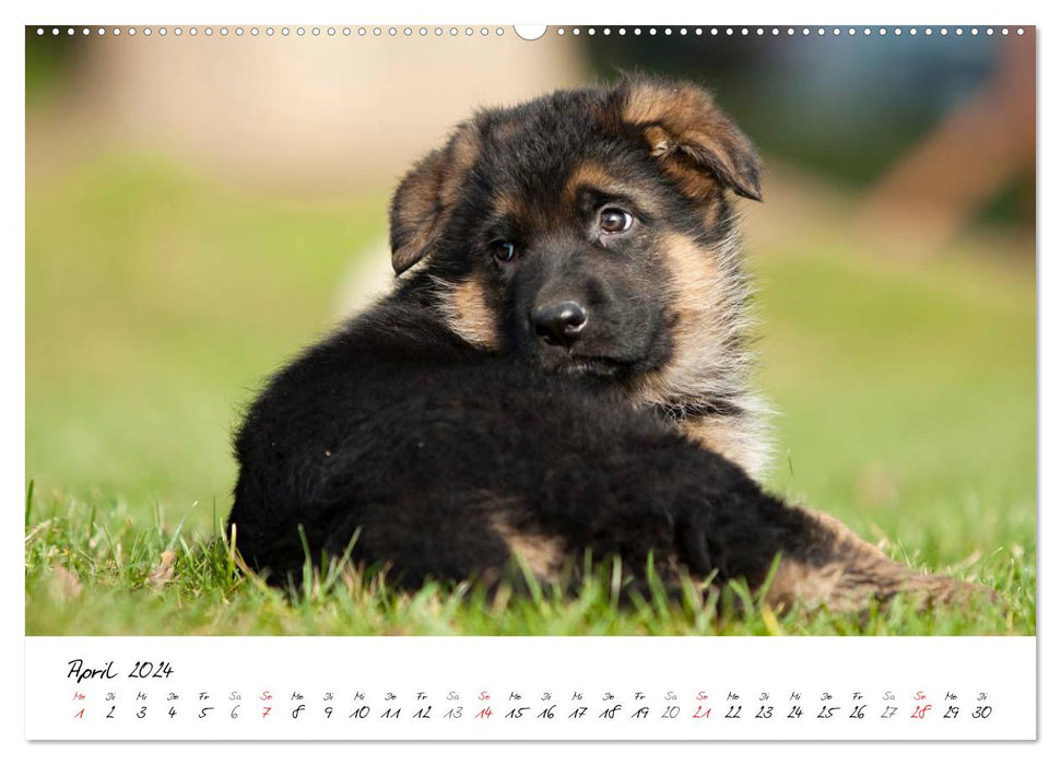 Berger Allemand - Chiots / Version CH (Calendrier mural CALVENDO Premium 2024) 