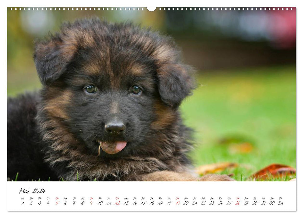 Berger Allemand - Chiots / Version CH (Calendrier mural CALVENDO Premium 2024) 