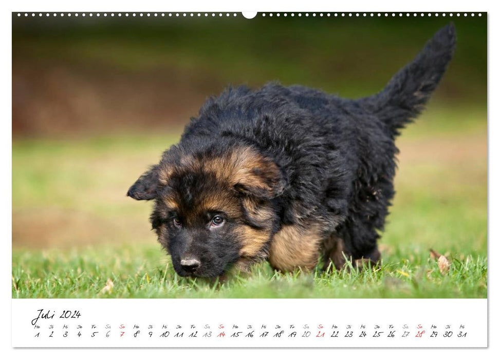 Berger Allemand - Chiots / Version CH (Calendrier mural CALVENDO Premium 2024) 