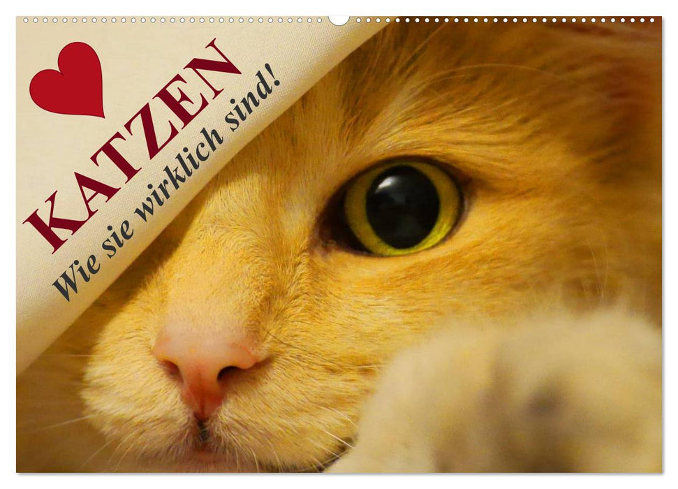 Katzen • Wie sie wirklich sind! (CALVENDO Wandkalender 2024)