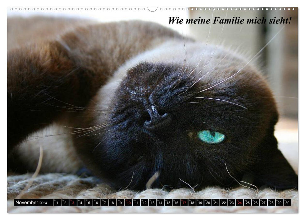 Katzen • Wie sie wirklich sind! (CALVENDO Wandkalender 2024)