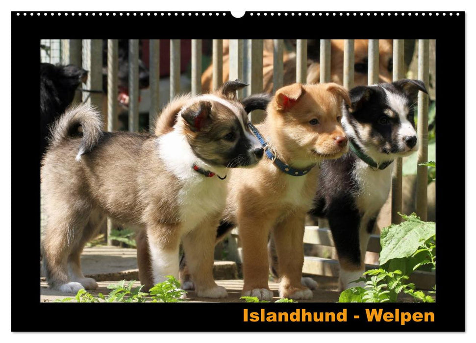 Islandhund - Welpen / CH-Version (CALVENDO Wandkalender 2024)