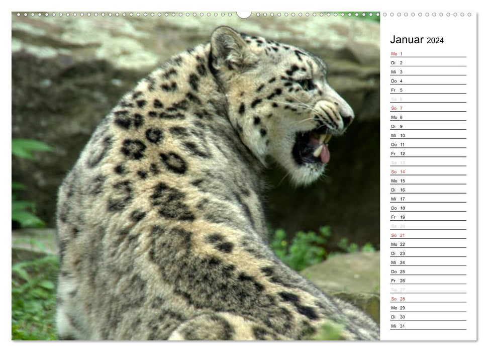 Le léopard des neiges (Calvendo Premium Wall Calendar 2024) 