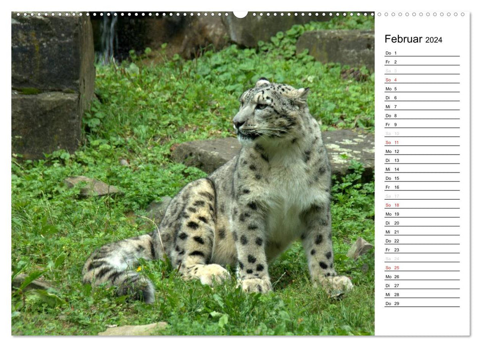 Le léopard des neiges (Calvendo Premium Wall Calendar 2024) 