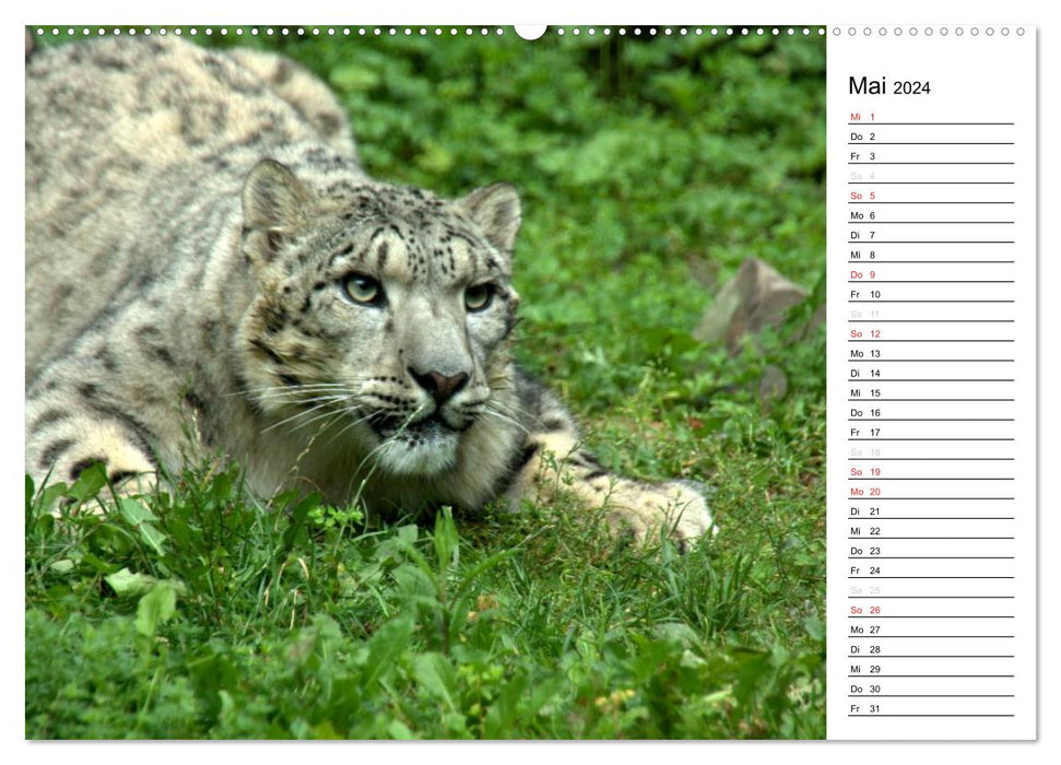 Le léopard des neiges (Calvendo Premium Wall Calendar 2024) 