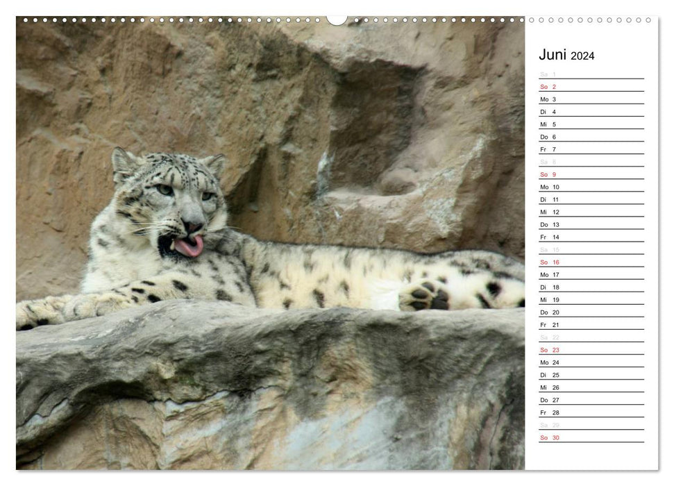 Der Schneeleopard (CALVENDO Premium Wandkalender 2024)