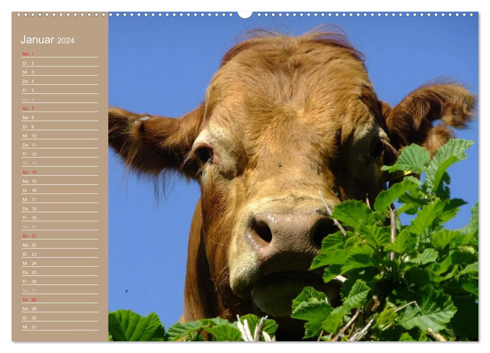 Kühe / Geburtstagskalender (CALVENDO Wandkalender 2024)