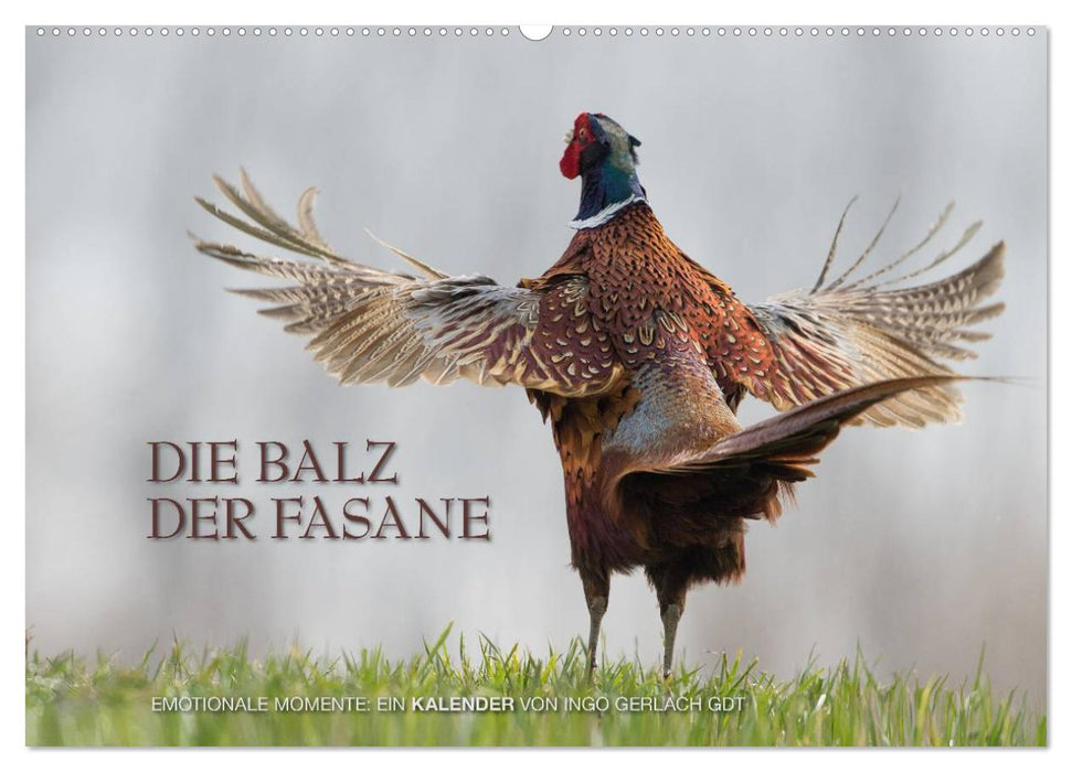 Emotionale Momente: Die Balz der Fasane / CH-Version (CALVENDO Wandkalender 2024)