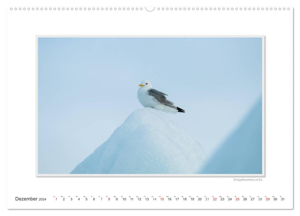 Emotionale Momente: Die Tierwelt der Arktis / CH-Version (CALVENDO Wandkalender 2024)