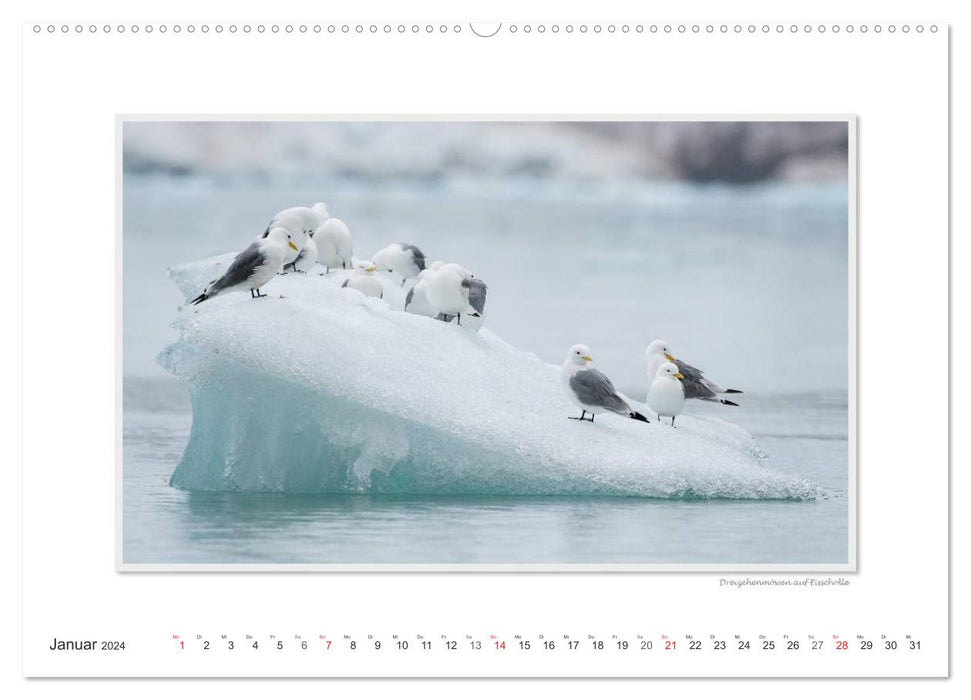 Emotionale Momente: Die Tierwelt der Arktis / CH-Version (CALVENDO Wandkalender 2024)