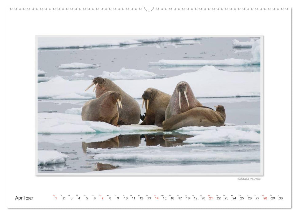 Moments d'émotion : La faune de l'Arctique / version CH (calendrier mural CALVENDO 2024) 