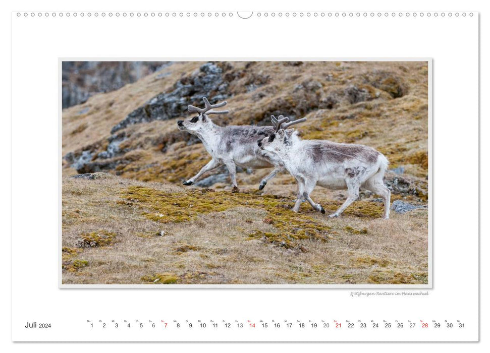 Moments d'émotion : La faune de l'Arctique / version CH (calendrier mural CALVENDO 2024) 