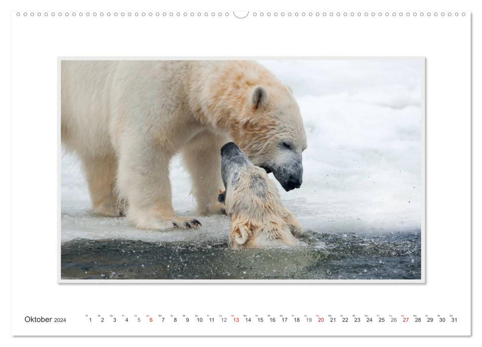 Moments d'émotion : L'ours polaire. / Version CH (calendrier mural CALVENDO 2024)