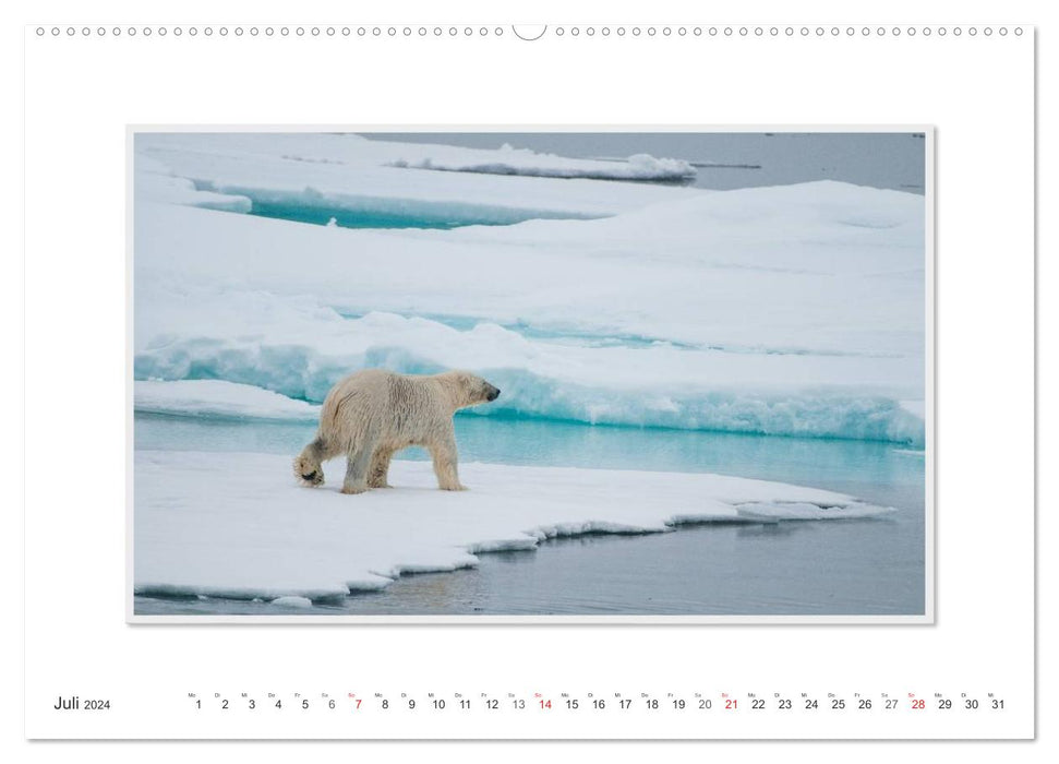 Moments d'émotion : L'ours polaire. / Version CH (calendrier mural CALVENDO 2024)