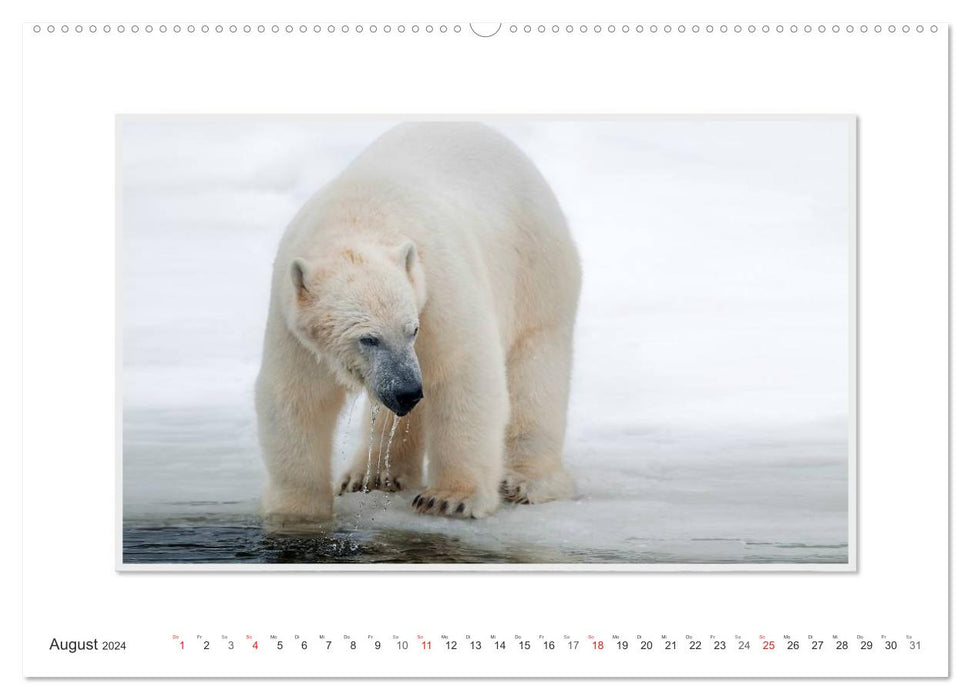 Emotionale Momente: Der Eisbär. / CH-Version (CALVENDO Wandkalender 2024)