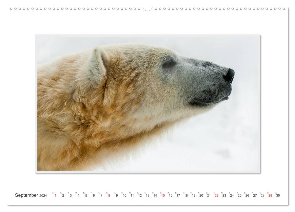 Moments d'émotion : L'ours polaire. / Version CH (calendrier mural CALVENDO 2024)