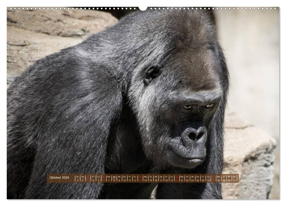 Singes - des individus avec du caractère et de l'âme (Calvendo Premium Wall Calendar 2024) 