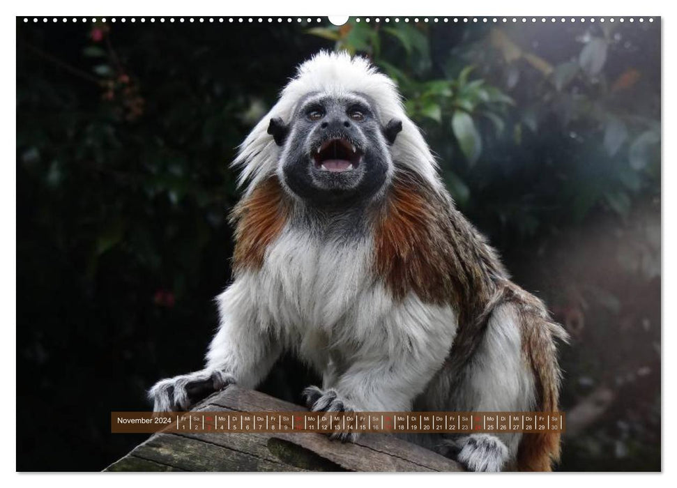 Affen - Individuen mit Charakter und Seele (CALVENDO Premium Wandkalender 2024)