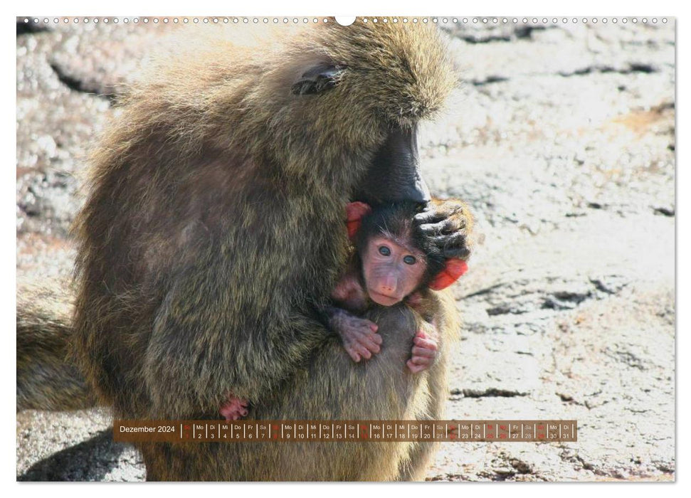 Singes - des individus avec du caractère et de l'âme (Calvendo Premium Wall Calendar 2024) 