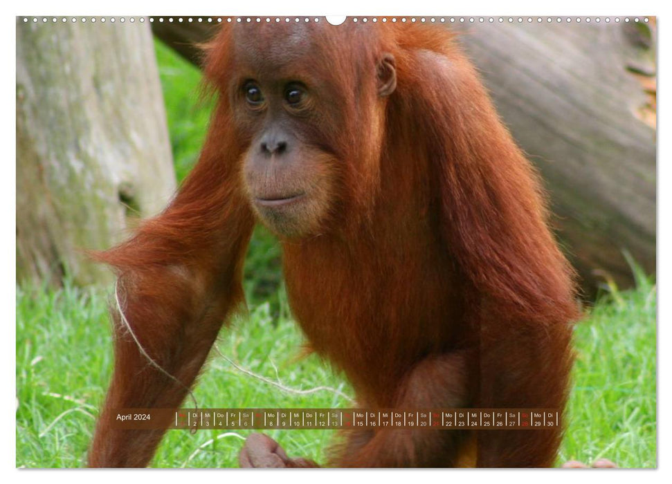 Affen - Individuen mit Charakter und Seele (CALVENDO Premium Wandkalender 2024)