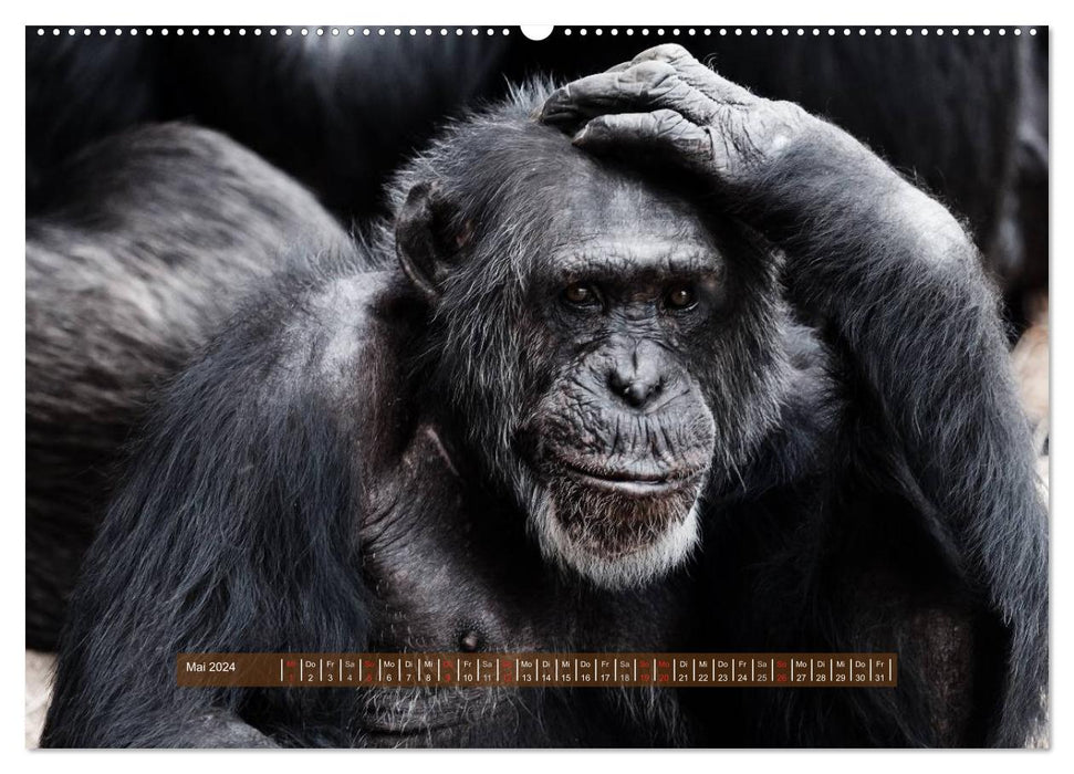 Monkeys - individuals with character and soul (CALVENDO Premium Wall Calendar 2024) 