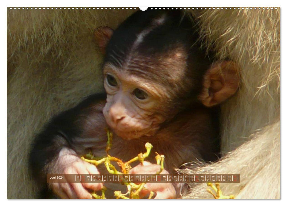 Singes - des individus avec du caractère et de l'âme (Calvendo Premium Wall Calendar 2024) 