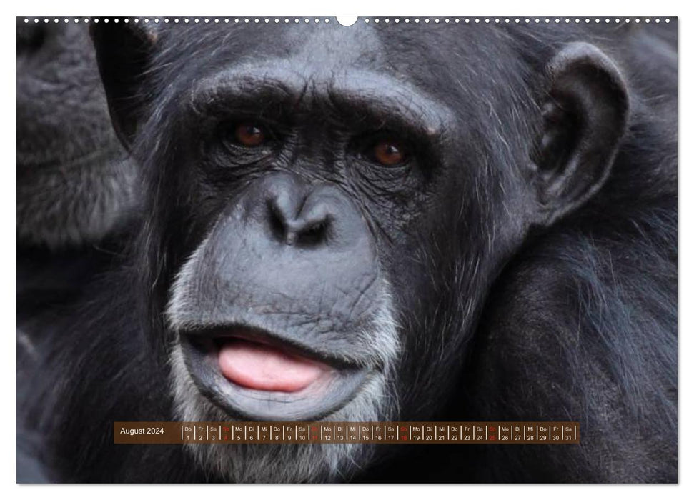 Singes - des individus avec du caractère et de l'âme (Calvendo Premium Wall Calendar 2024) 