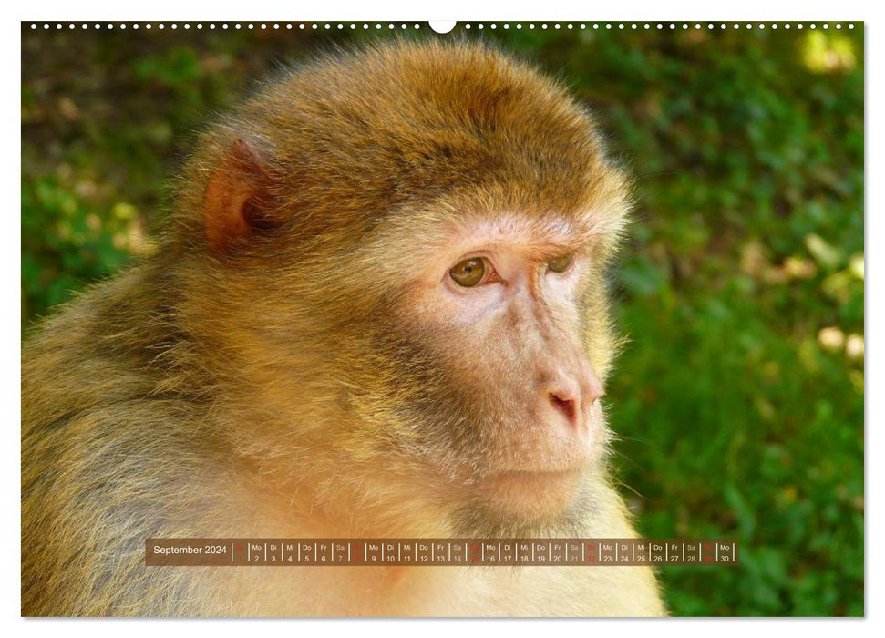 Singes - des individus avec du caractère et de l'âme (Calvendo Premium Wall Calendar 2024) 