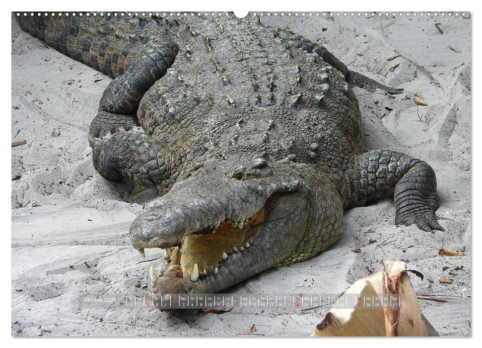 Crocodiles et alligators (Calvendo Premium Calendrier mural 2024) 