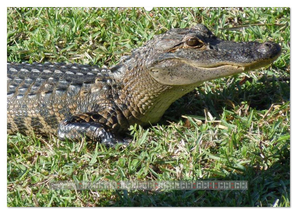 Crocodiles &amp; Alligators (CALVENDO Premium Wall Calendar 2024) 