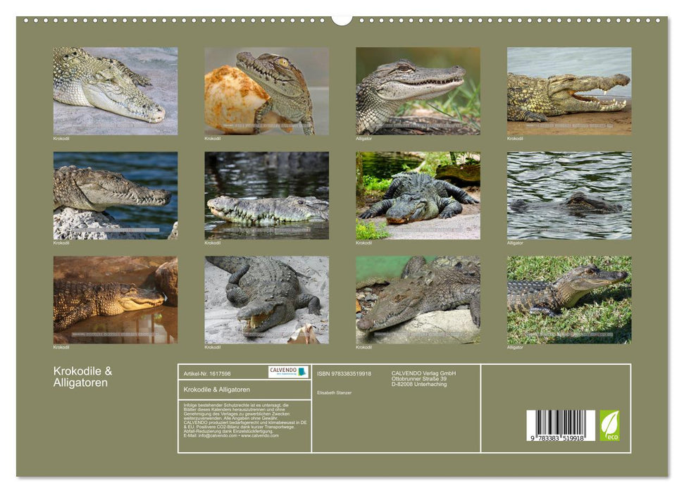 Crocodiles &amp; Alligators (CALVENDO Premium Wall Calendar 2024) 