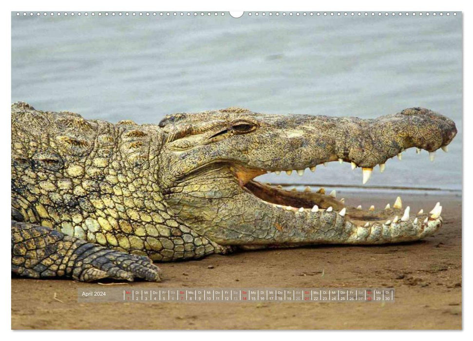 Crocodiles &amp; Alligators (CALVENDO Premium Wall Calendar 2024) 