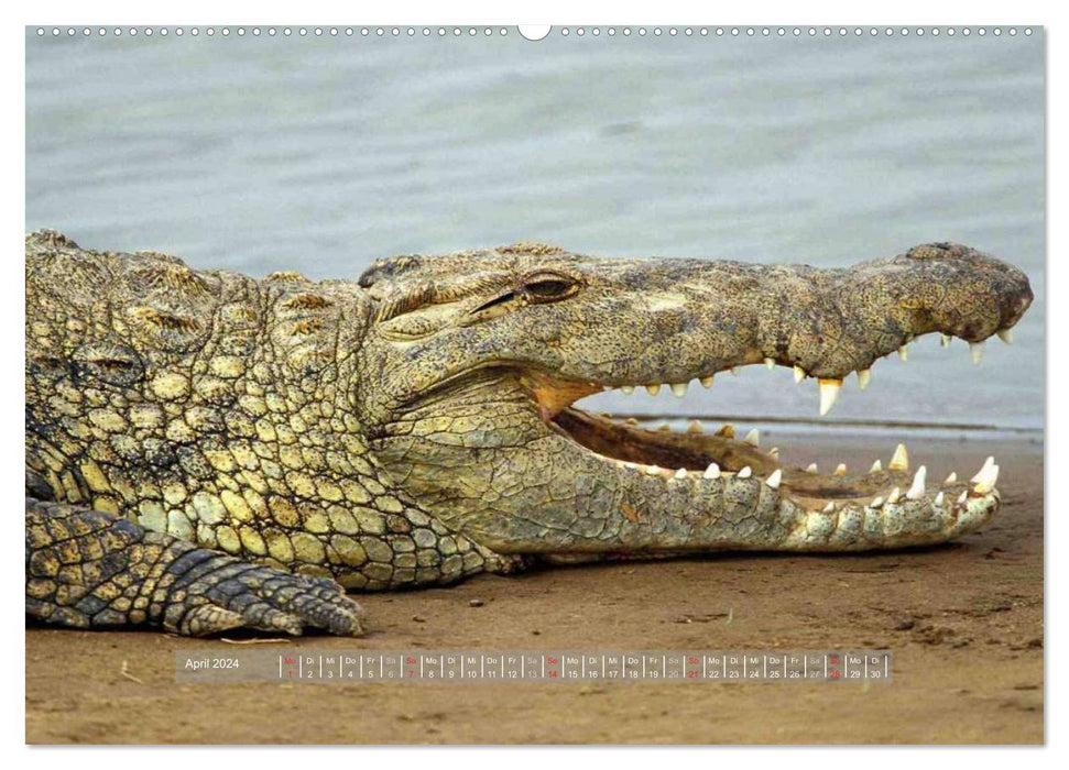 Crocodiles et alligators (Calvendo Premium Calendrier mural 2024) 