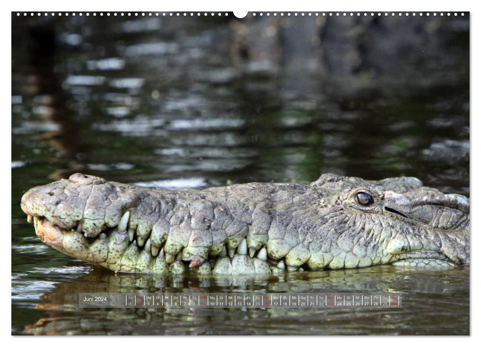 Crocodiles et alligators (Calvendo Premium Calendrier mural 2024) 