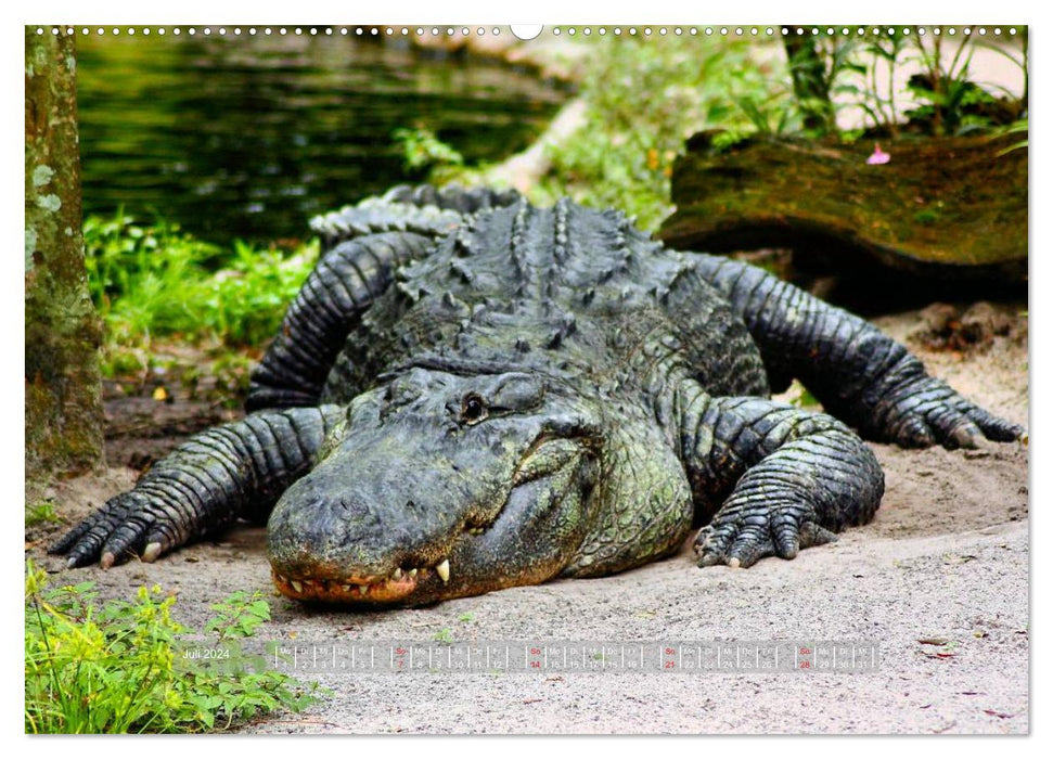 Crocodiles et alligators (Calvendo Premium Calendrier mural 2024) 