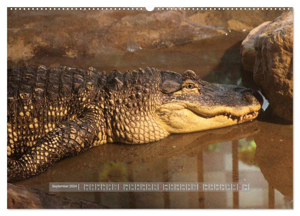 Crocodiles &amp; Alligators (CALVENDO Premium Wall Calendar 2024) 