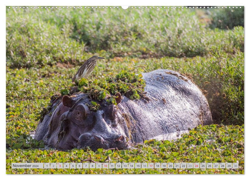 Emotionale Momente. Happy Hippo / CH-Version (CALVENDO Wandkalender 2024)