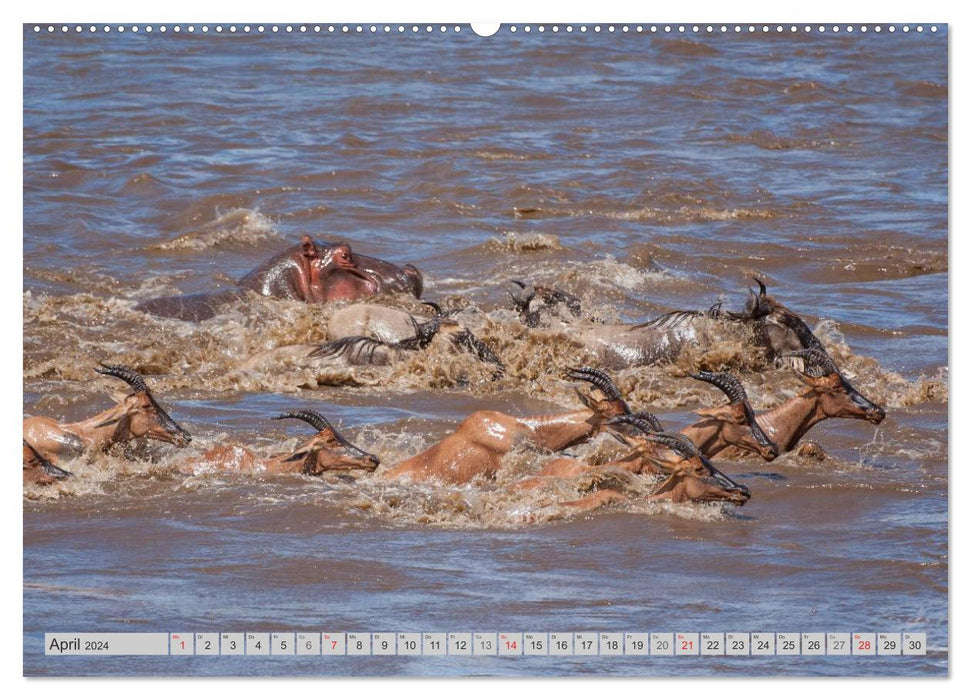 Moments d'émotion. Happy Hippo / version CH (calendrier mural CALVENDO 2024)