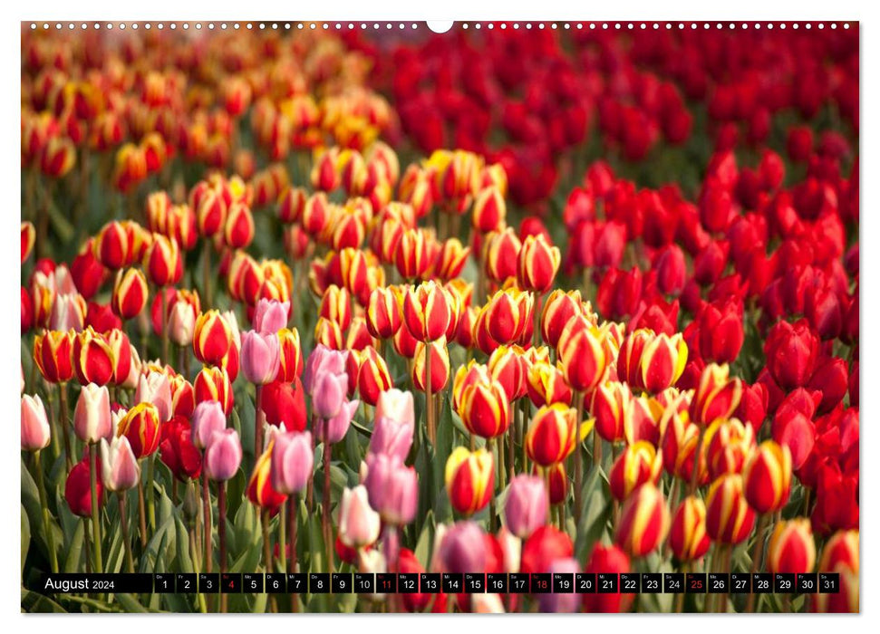 Tulpen (CALVENDO Wandkalender 2024)